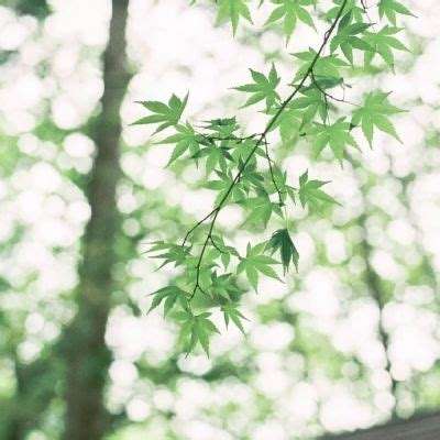 灵魂编年史手机版下载